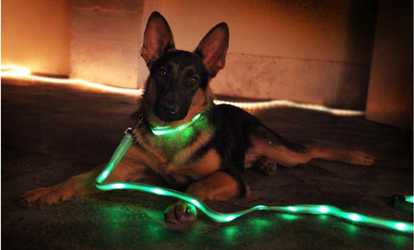 Night Safety LED Dog Adjustable Collar And Leash Set 