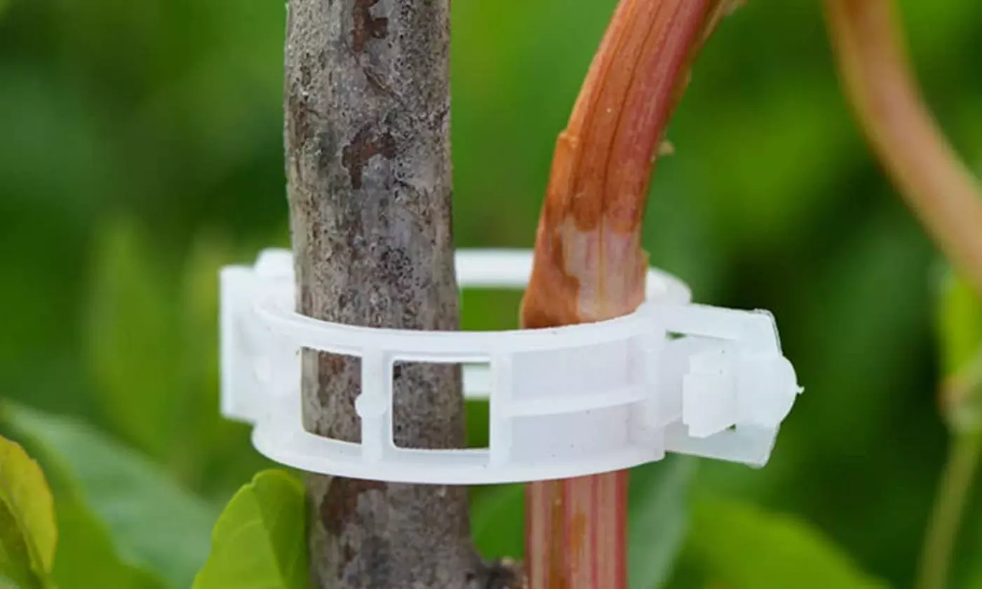 50/100Pcs Plant Support Clips for Garden Vine to Grow Upright - Primary Image