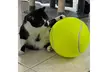 Zummy Pets Giant Jumbo Tennis Ball (Pump Included) - Second Medium