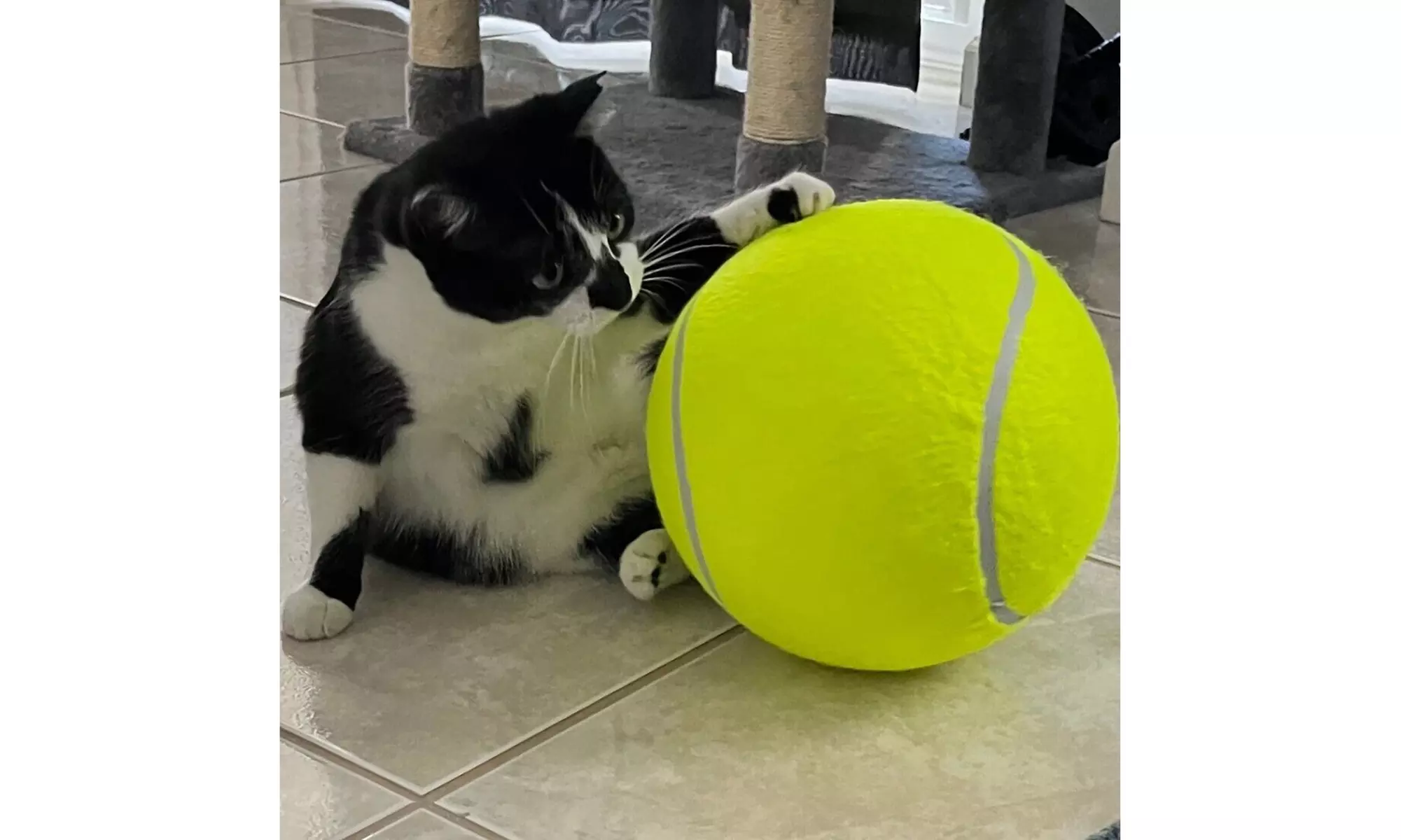 Zummy Pets Giant Jumbo Tennis Ball