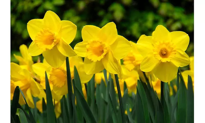 25 Wild Daffodil Flower Bulbs( Narcissus Pseudonarcissus), Great Value - Primary Image