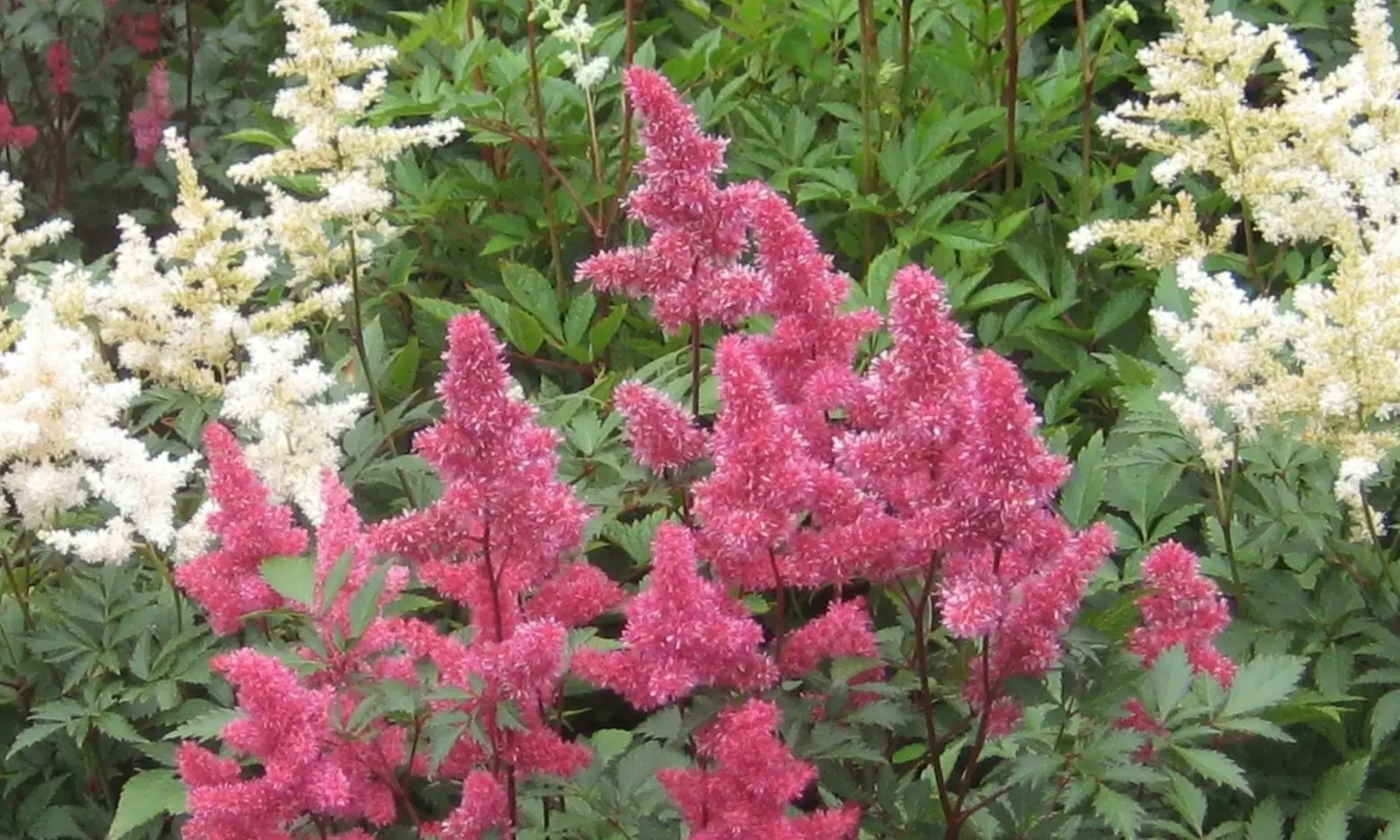 Giant Plume Colorful Astilbe Flower Bulbs (3-, 6-, 12-Pack with Planting Tool)