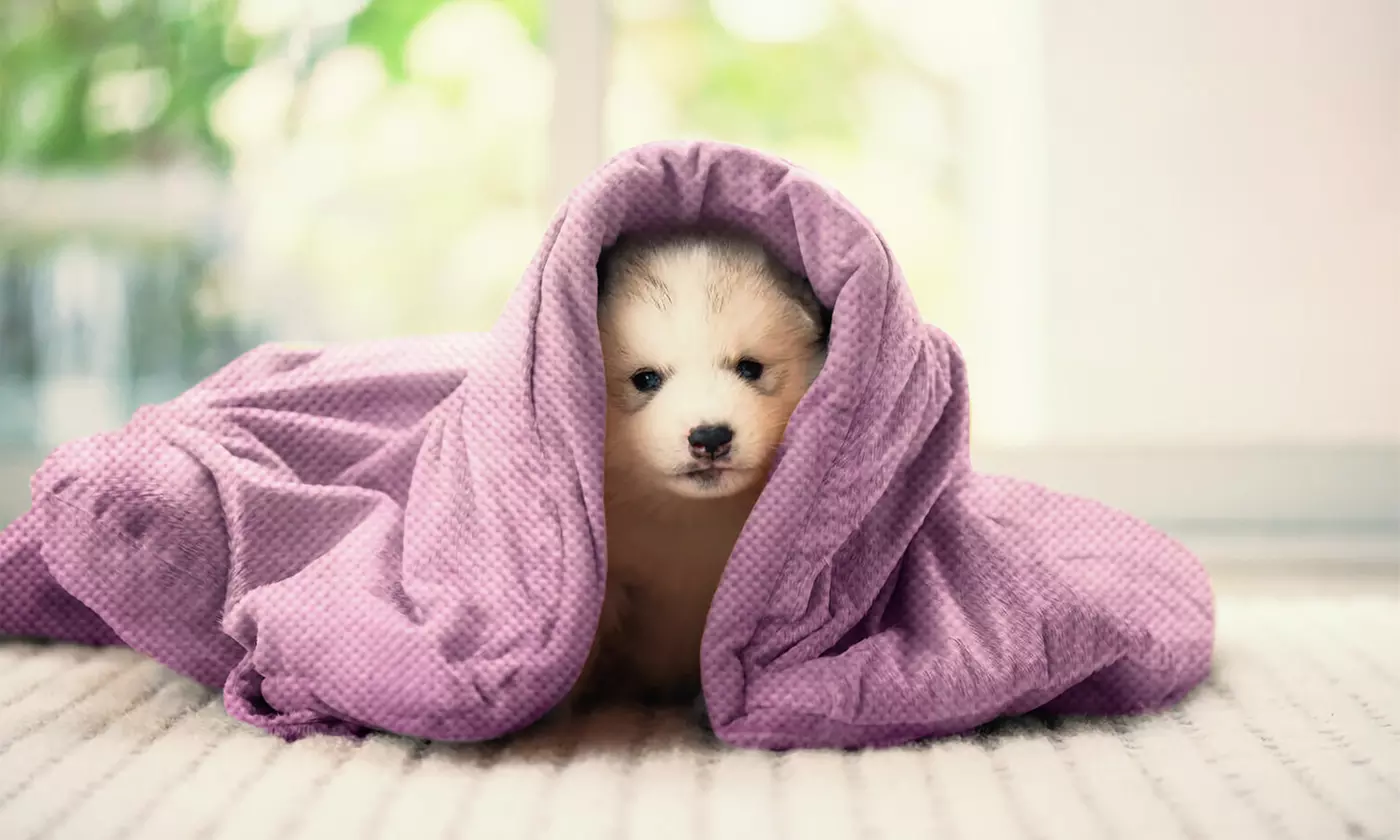 iMounTEK Soft & Warm Fluffy Sherpa Dog Blanket Cozy & Protective Pet Throw