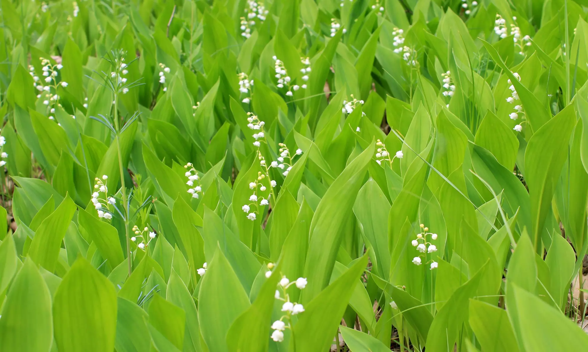 Sweet Lily Of The Valley Flower Bulbs (4-, 8-, 20-Pack With Bulb Planter)