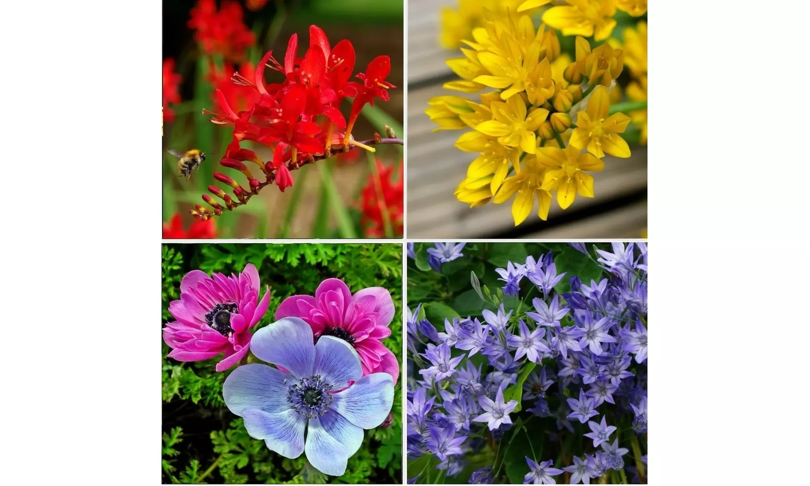 English Cottage Garden Flower Bulb Collection (100, 200, 400-with Planting Tool)