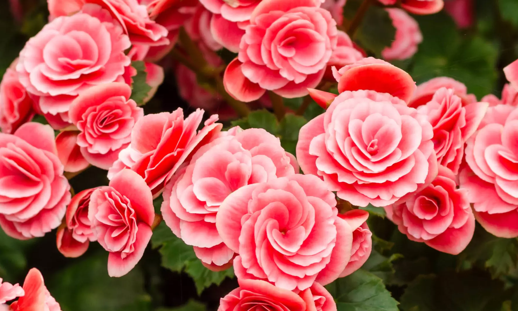 Strawberry Ripple Begonia Flower Bulbs (4-, 8-,16-Pack with Planting Tool)