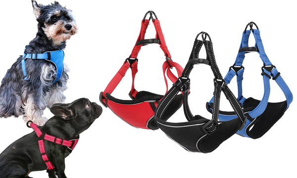 Groupon dog clearance harness