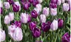 Blueberry & Strawberry Tulip Bulb Collection (8,18, 32 & 38 Count) with Planting Tool - Purple & White Mix