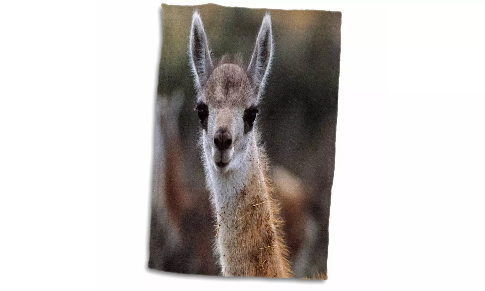  Towel - Guanaco calf portrait, Chile, South America. - 15 by 22-inches  - Primary Image