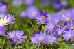 Colorful Anemone Blanda Bulbs: 15, 30, 75-Pack with Planting Tool - Second Medium