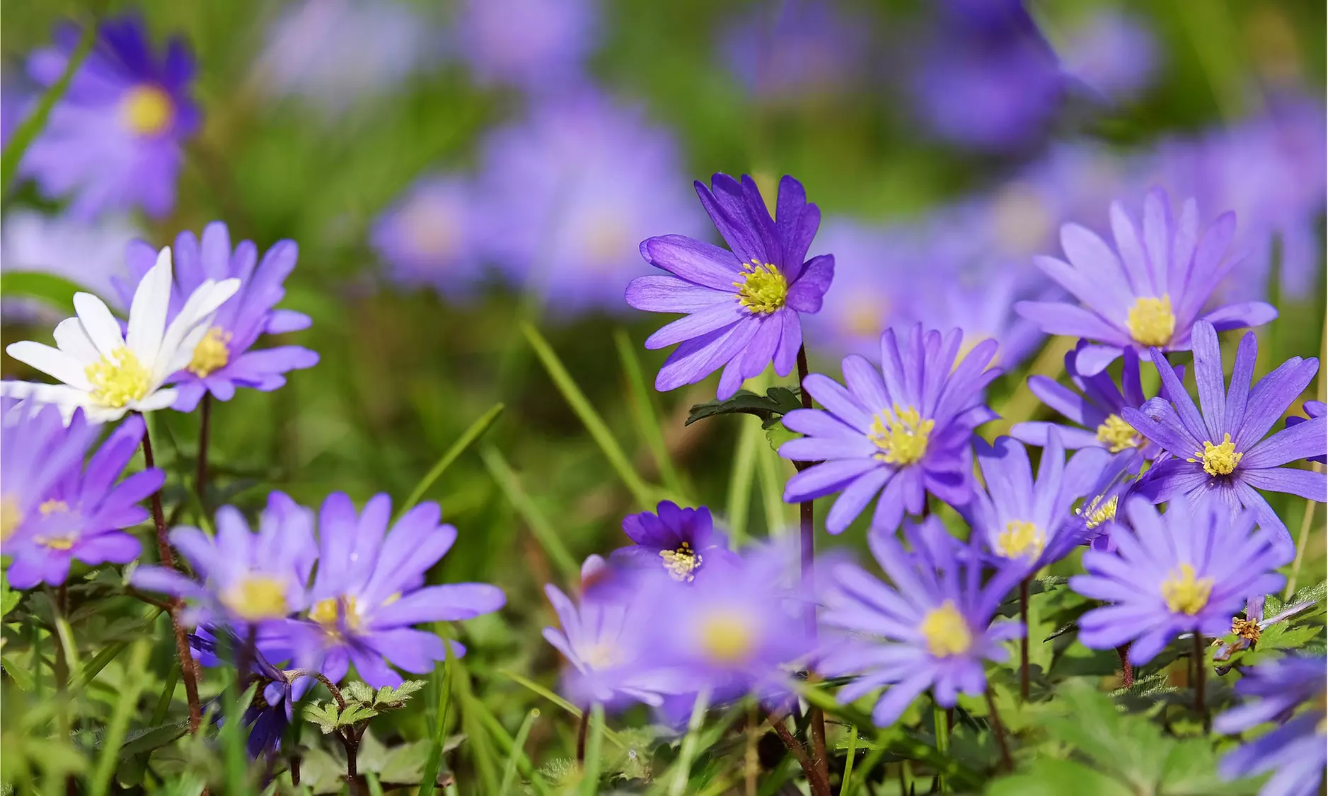 Colorful Anemone Blanda Bulbs: 15, 30, 75-Pack with Planting Tool