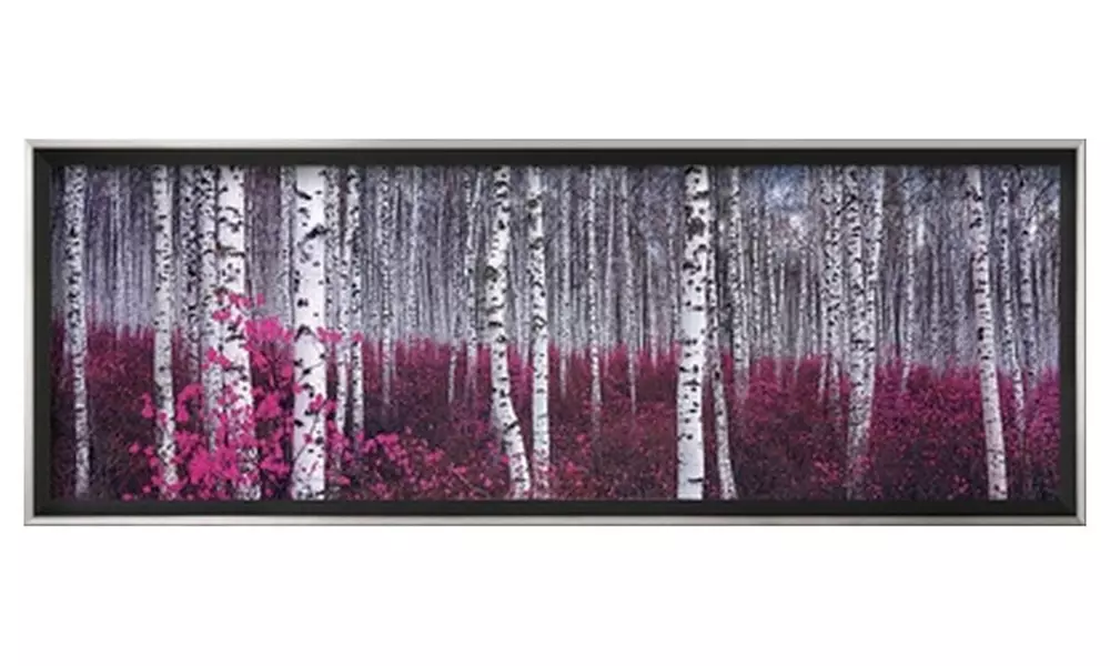 Silver Birch Forest, China - Primary Image