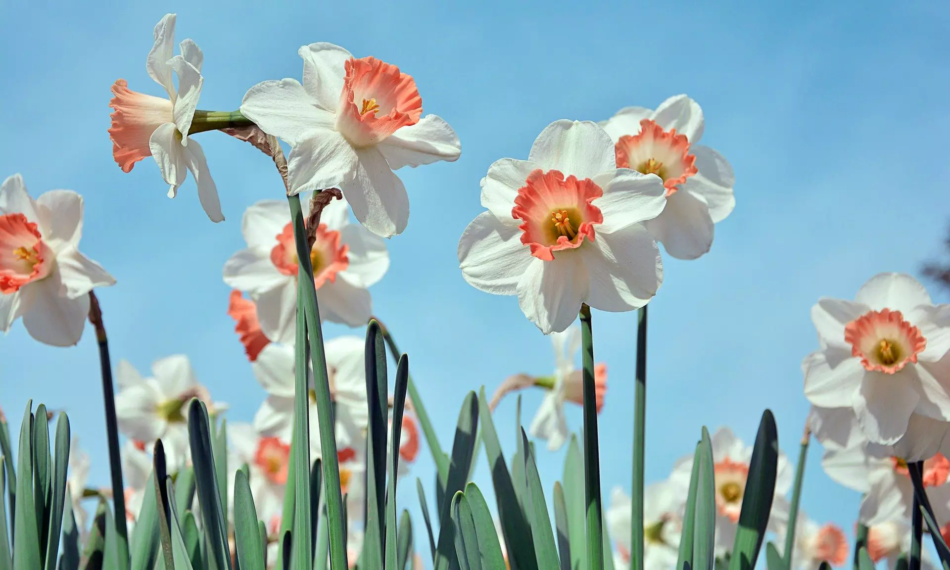 Pink Charm Daffodil Narcissus Flowers (6, 12, & 24 Bulbs with Planting Tool)