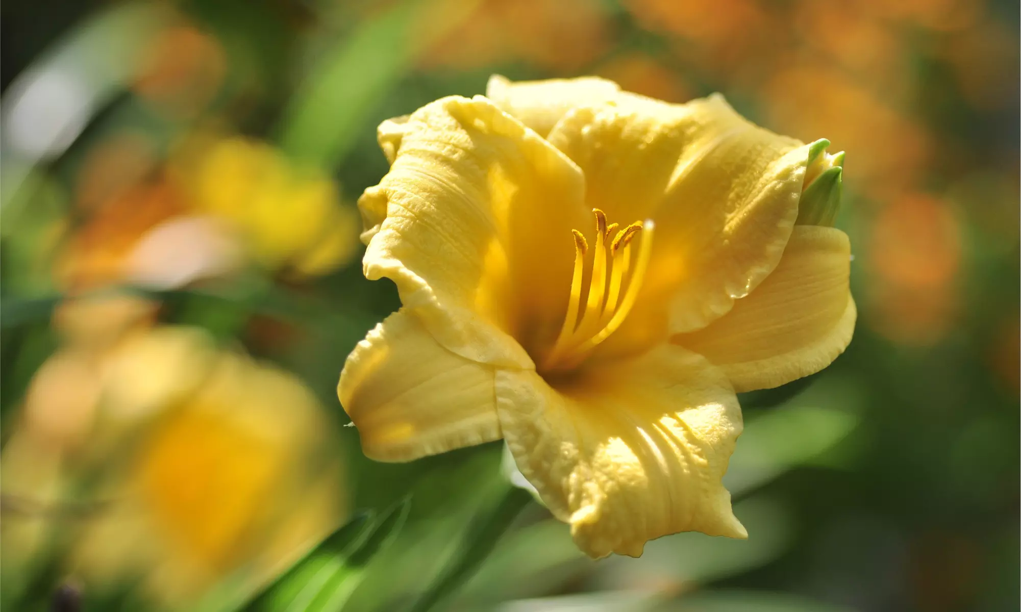 Stella D'Oro French Daylily Bare Root Plants (6pk, 9pk, 12pk With Planter)