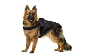 Dog Harness-Size Large Chest Girth for Dogs 45-90lbs.-Strong, Durable, and Adjus