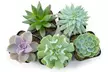 Succulent Plants (5 Pack), Fully Rooted in Planter Pots with Soil - Second Medium