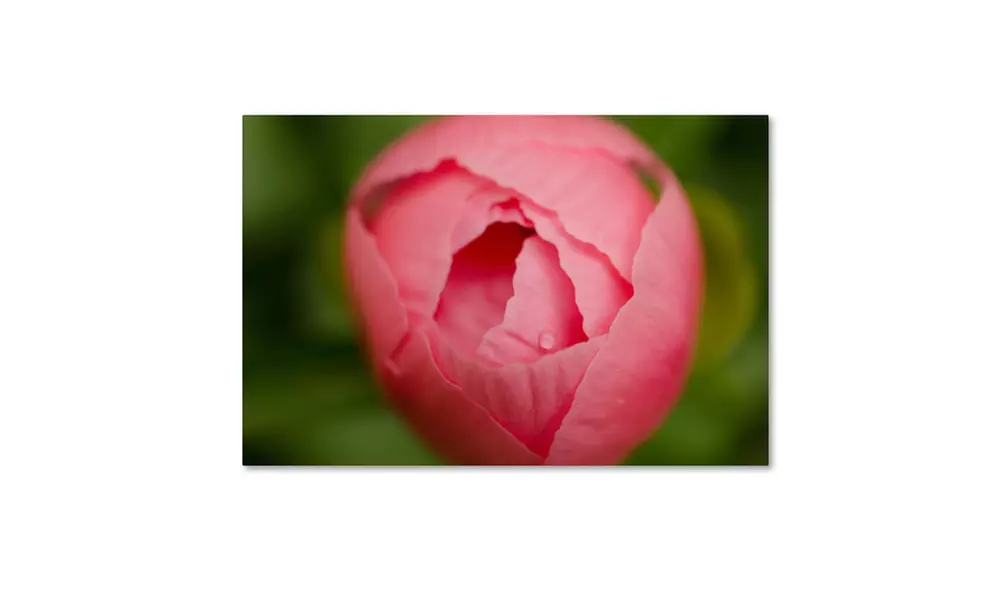 PIPA Fine Art 'Peony Bud' Canvas Art - Primary Image