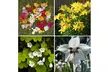 Garden Party Pollinator Bulb Mix up to 400 Bulbs with Planting Tool - Second Medium