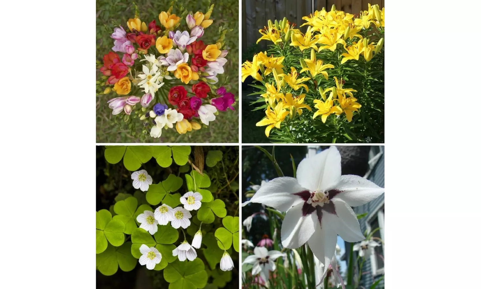 Pollinator Garden Party Mixed Flower Bulbs (100pk, 200pk, 400pk w/Planting Tool)