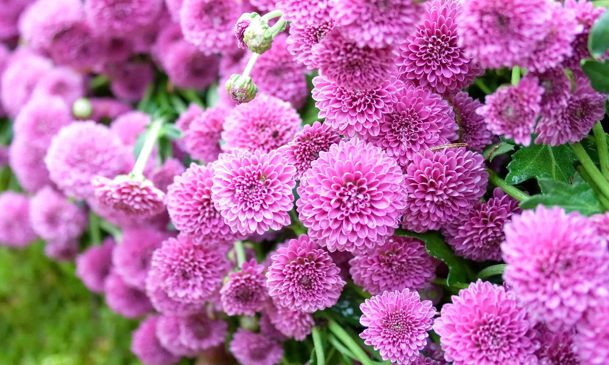 Grand Duchess Lilac Dahlia Flower Bulbs (7-, 14-, 35-Pack With Planting Tool)