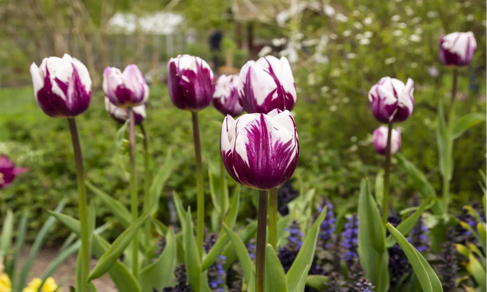 Blueberry Swirl Tulip Flowers (10, 20, & 40 Bulbs with Planting Tool)