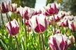 Blueberry & Strawberry Tulip Bulb Collection (8,18, 32 & 38 Count) with Planting Tool - Purple & White Mix - Second Medium