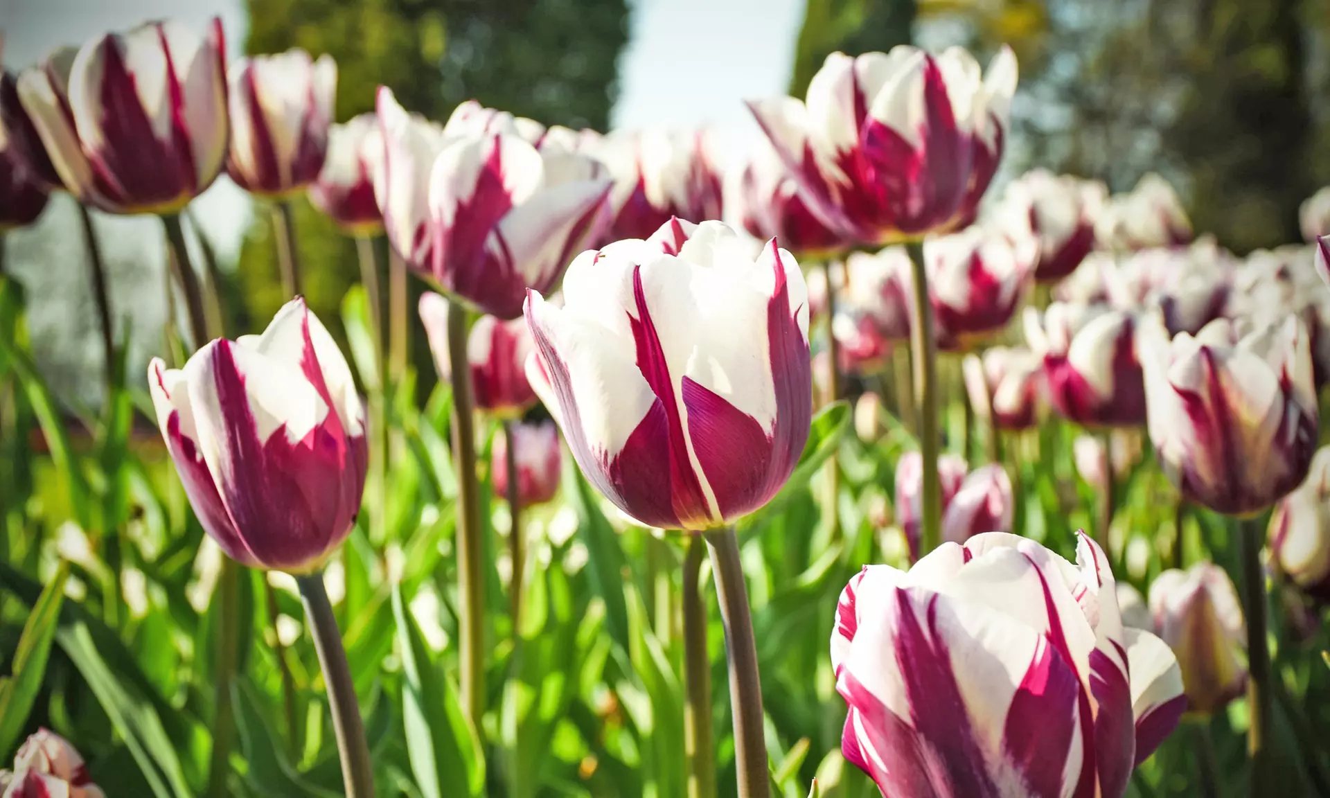 Blueberry & Strawberry Tulip Bulb Collection (8,18, 32 & 38 Count)