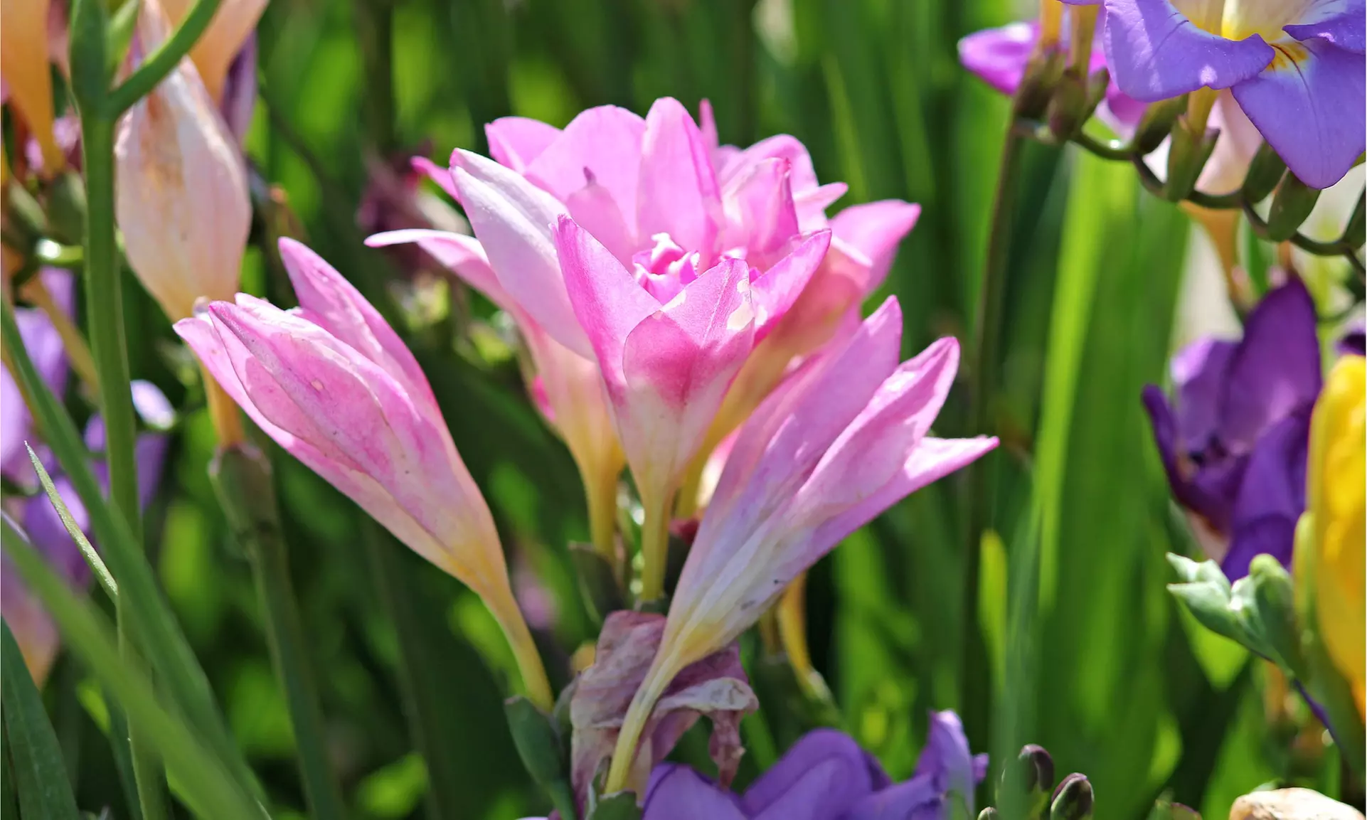 Famously Fragrant Mixed Freesia Flower Bulbs(30Pk,60Pk,or 150Pk w/Planting Tool)