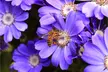 Colorful Anemone Blanda Bulbs: 15, 30, 75-Pack with Planting Tool - Second Medium