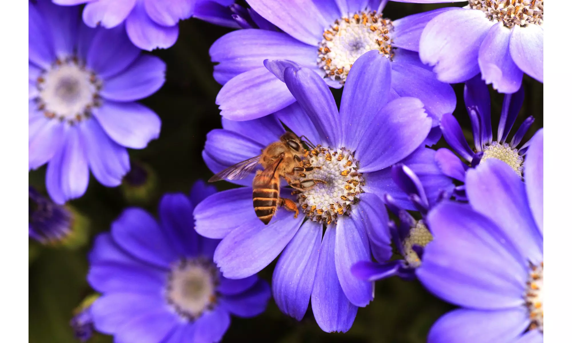 Colorful Anemone Blanda Bulbs: 15, 30, 75-Pack with Planting Tool