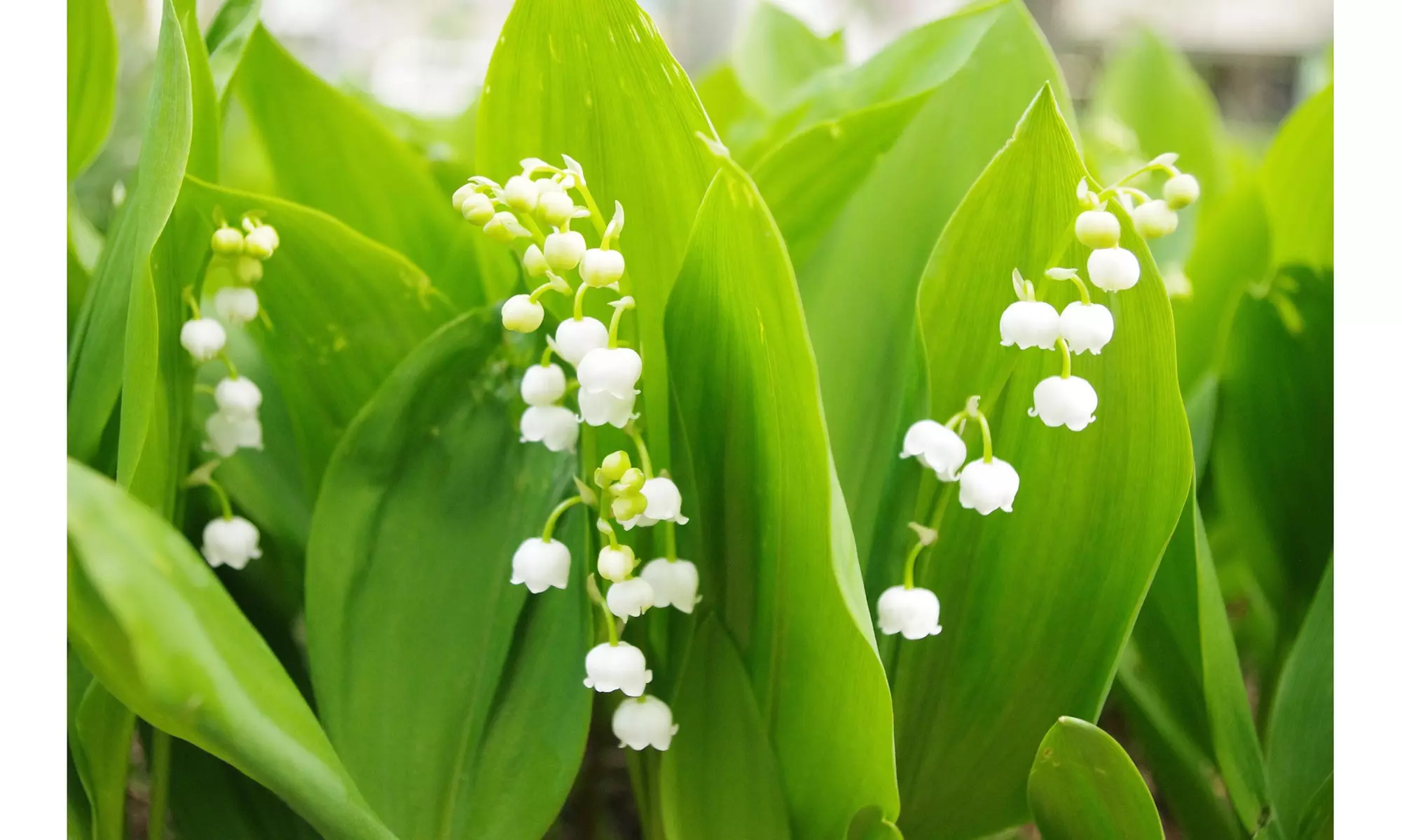 Sweet Lily Of The Valley Flower Bulbs (4-, 8-, 20-Pack With Bulb Planter)