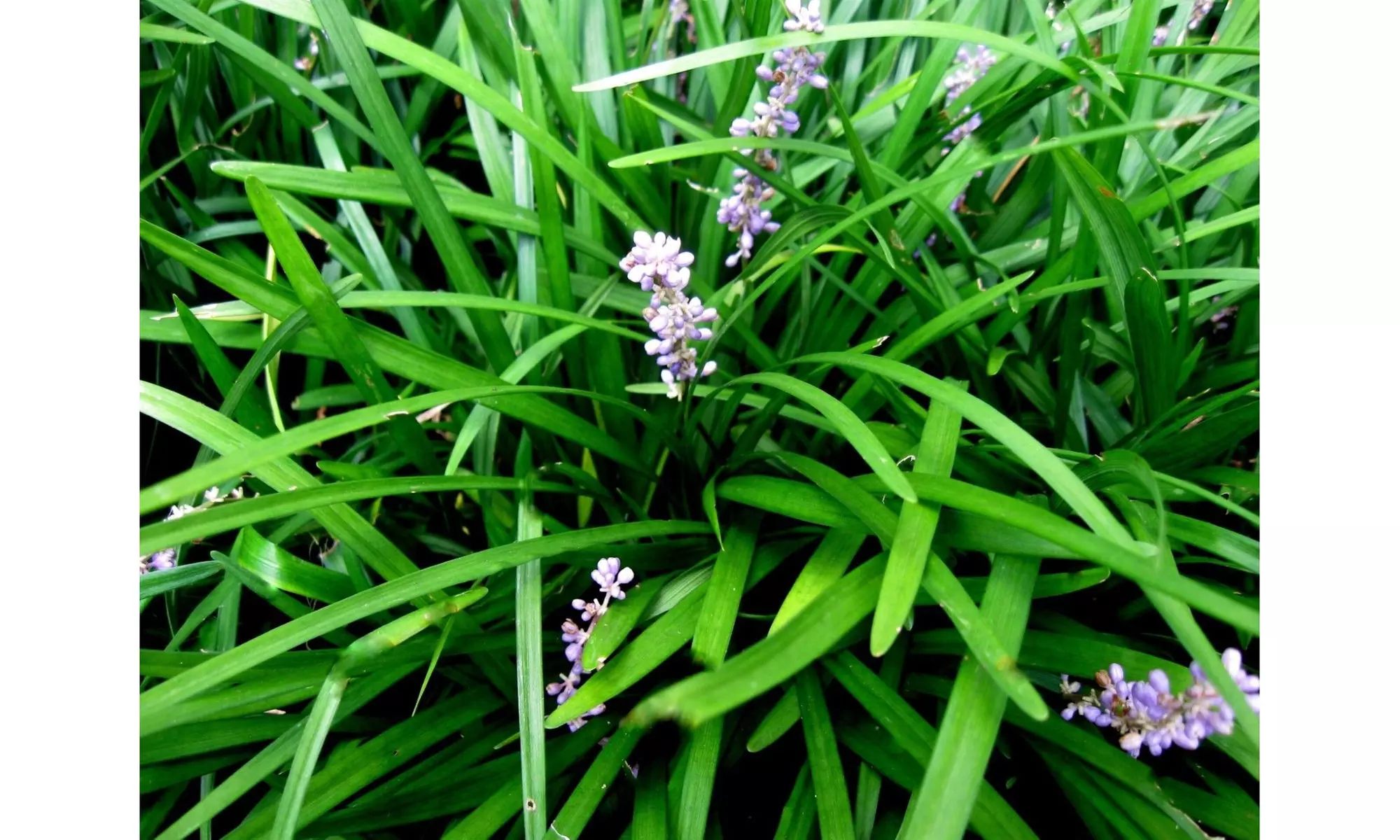 25 Monkey Grass Plants, Liriope, Bare Root Plants, Evergreen Border Plants - Primary Image