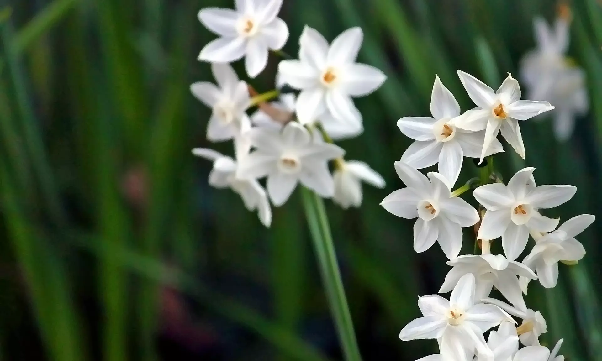 Up to 24 Touch Of ECO Sweetly Fragrant Paperwhite Flower Bulbs