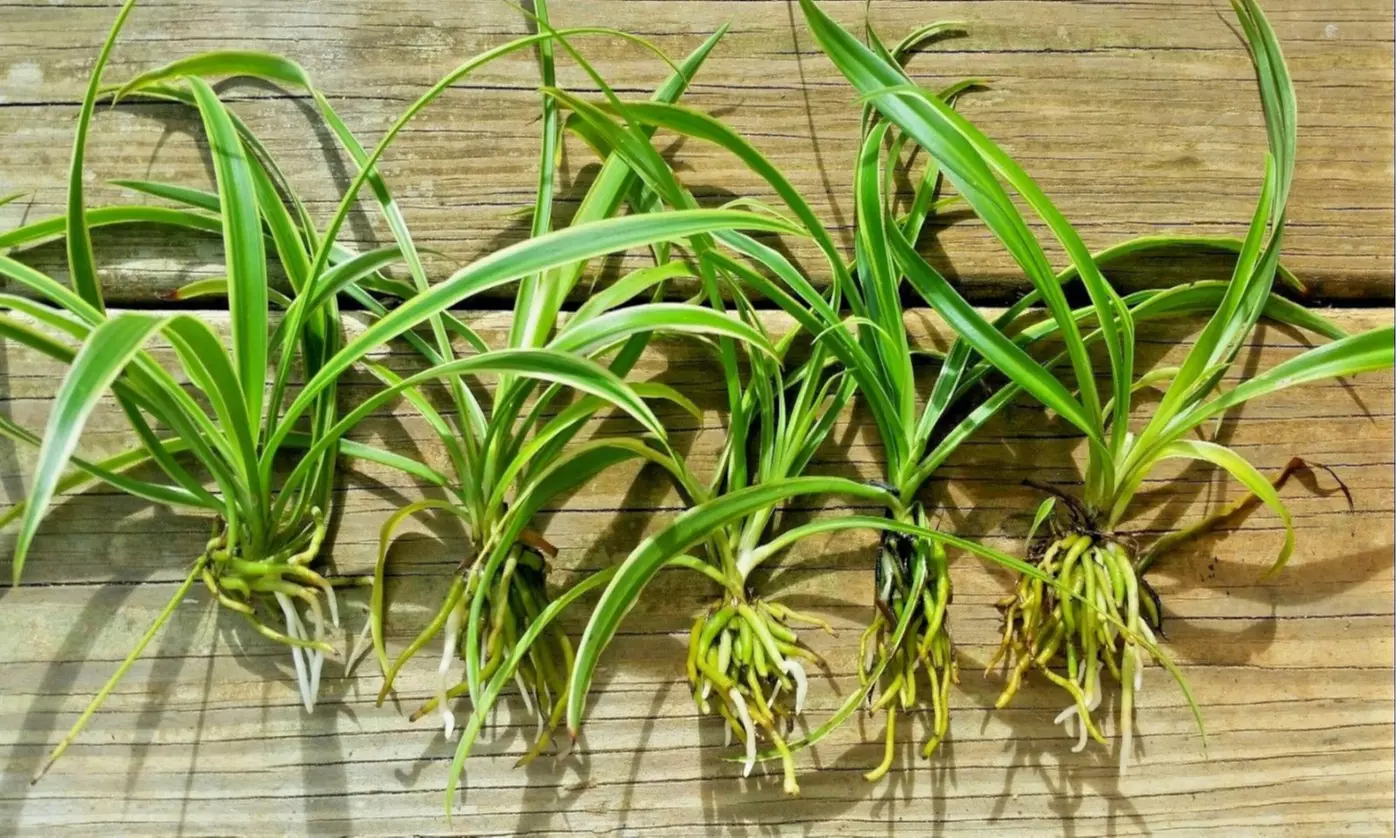 Green & White Striped, Well Rooted Spider Plant Babies  - Primary Image