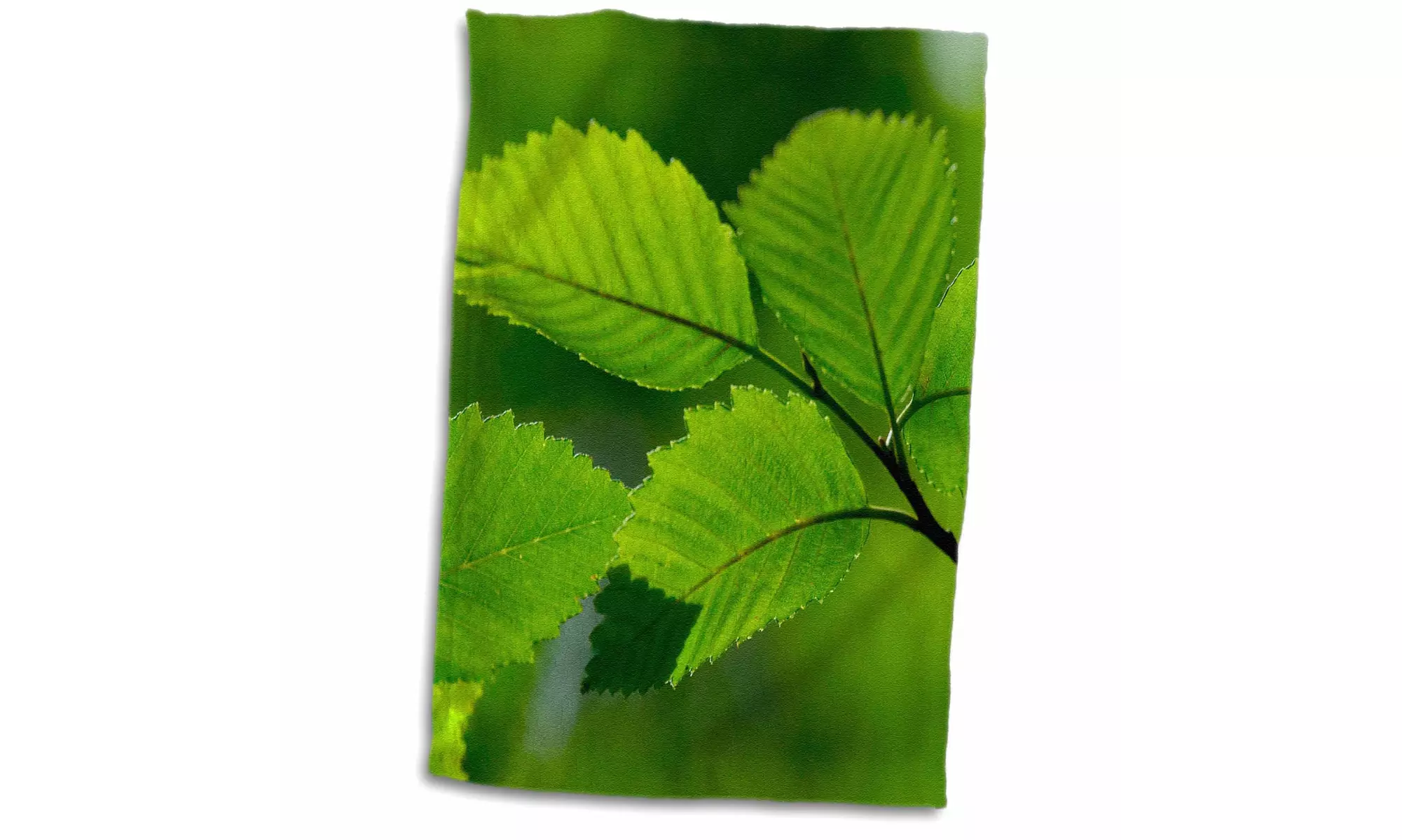 Towel - Springtime green, Bellevue Botanical Garden, WA - US48 DGU0228 - Primary Image