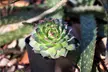 Succulent Plants (5 Pack), Fully Rooted in Planter Pots with Soil - Second Medium