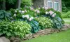 Shade Loving Low Maintenance Large Leaf Hardy Hostas-3 Bare Roots - 2 Varieties