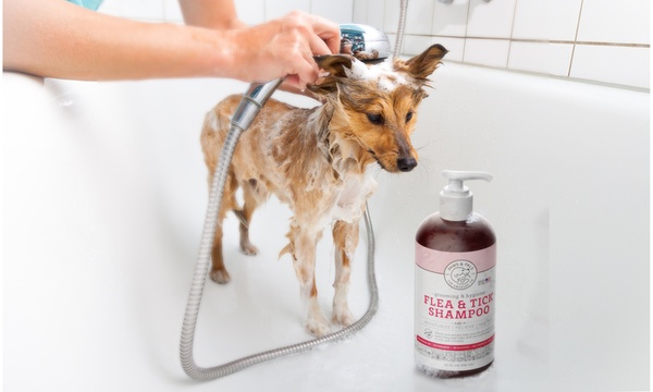 Paws and outlet pals shampoo