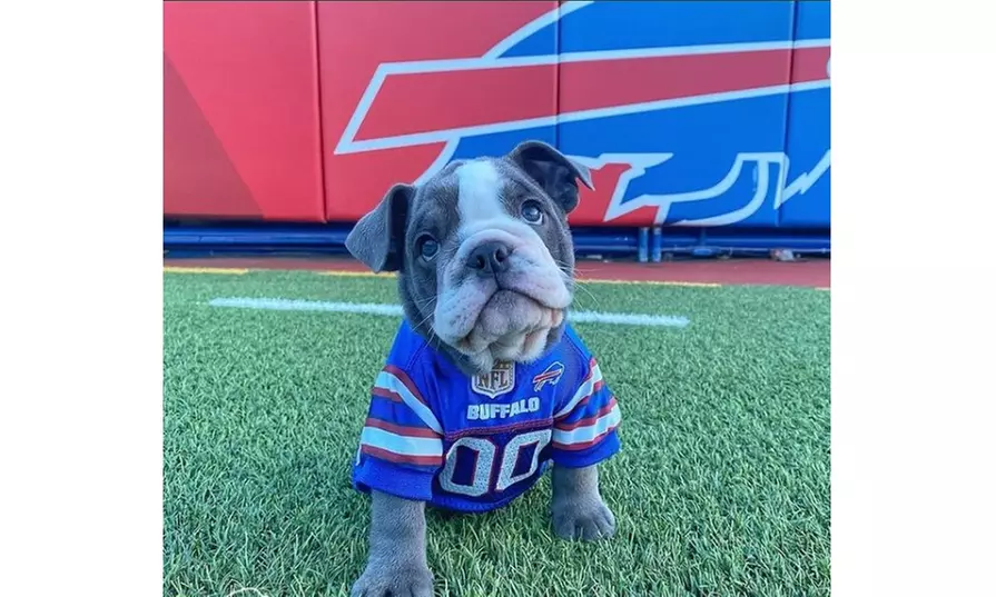 NFL Pet Jersey (AFC) - Primary Image