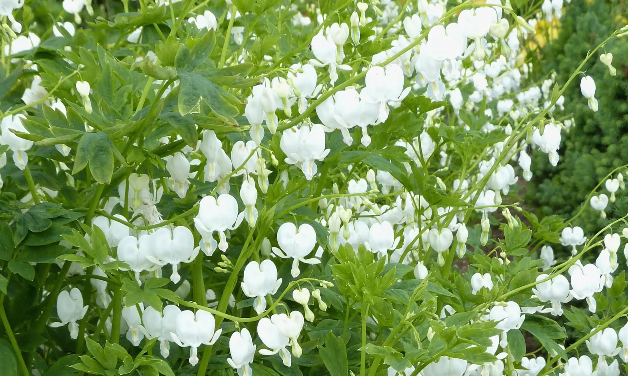 Bleeding Heart Flower Bulbs - Pink or White (2-, 4-, 8-Pack With Planting Tool)