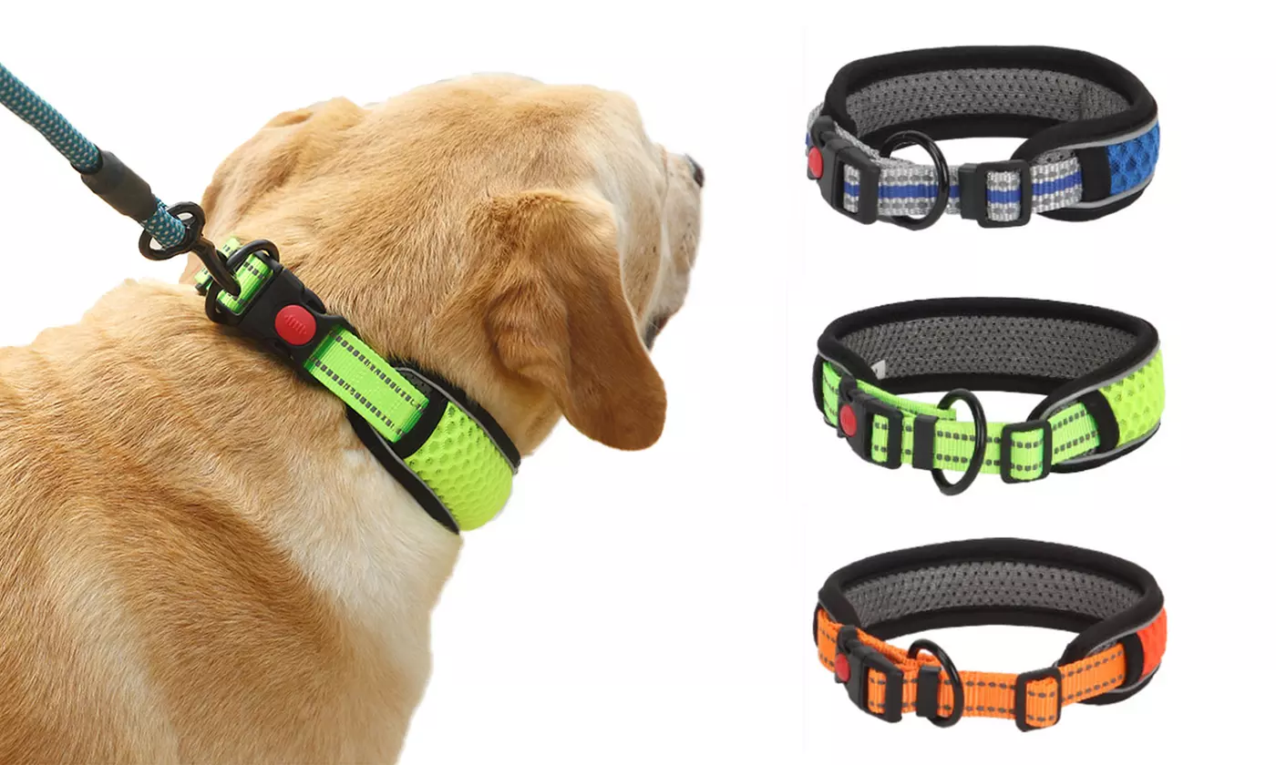 Pet Basics Adjustable Padded Reflective Dog Collar for Puppy Small Medium Dogs - Primary Image
