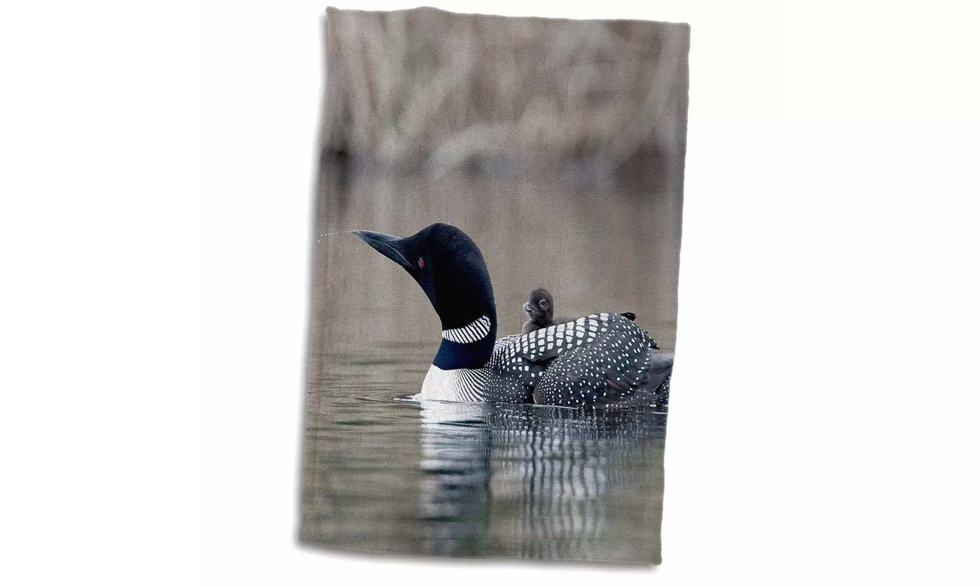  Towel - British Columbia. Common Loon with chick-CN02 CSL0062 - Charles Sleich - Primary Image