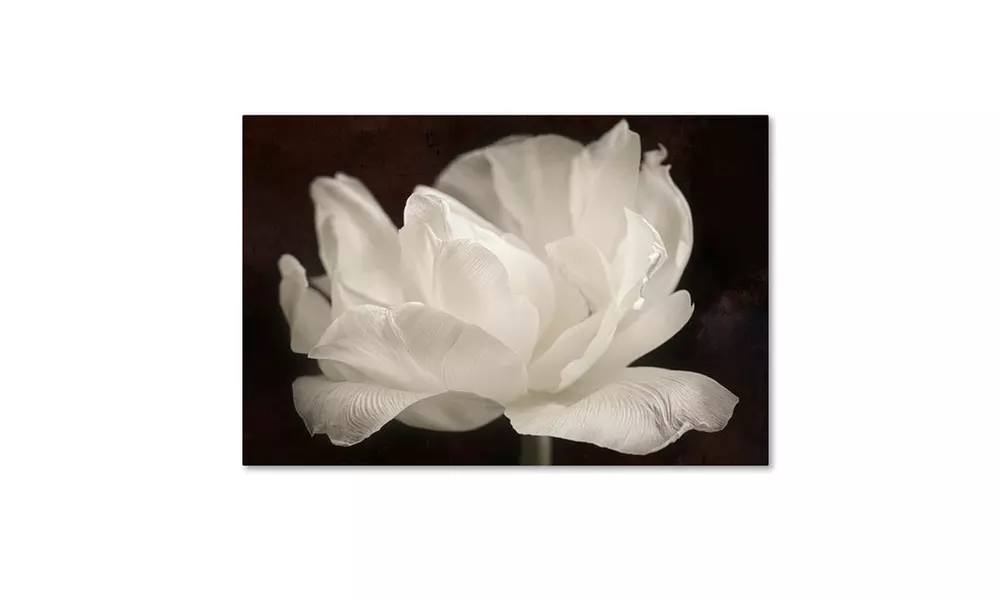 Cora Niele 'White Tulip III' Canvas Art - Primary Image
