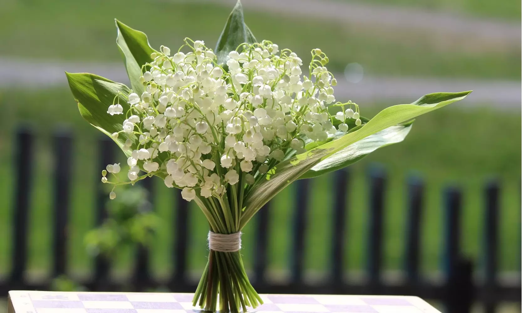 Sweet Lily Of The Valley Flower Bulbs (4-, 8-, 20-Pack With Bulb Planter)