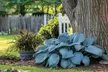 Shade Loving Low Maintenance Large Leaf Hardy Hostas-3 Bare Roots - 2 Varieties - Second Medium