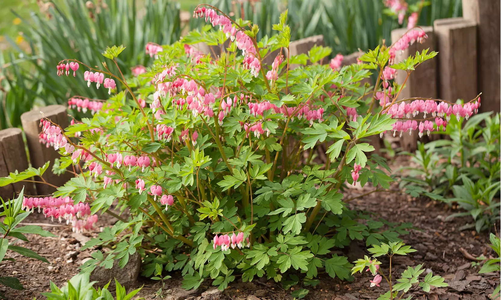 Bleeding Heart Flower Bulbs - Pink or White (2-, 4-, 8-Pack With Planting Tool)