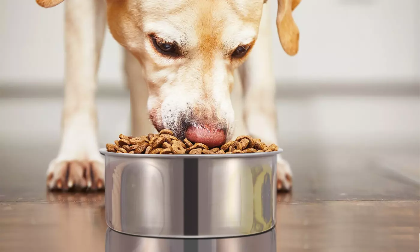 iMounTEK Stainless Steel Hanging Dog Food and Water Crate Bowl for Kennel Cages