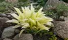White Feather Trimmed Hosta Bare Roots (2-, 4-, 8-Pack With Planting Tool)
