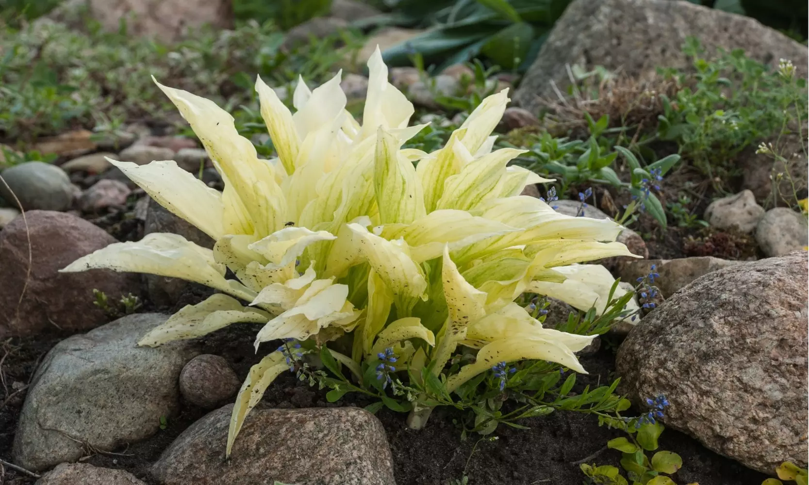 White Feather Trimmed Hosta Bare Roots (2-, 4-, 8-Pack With Planting Tool)