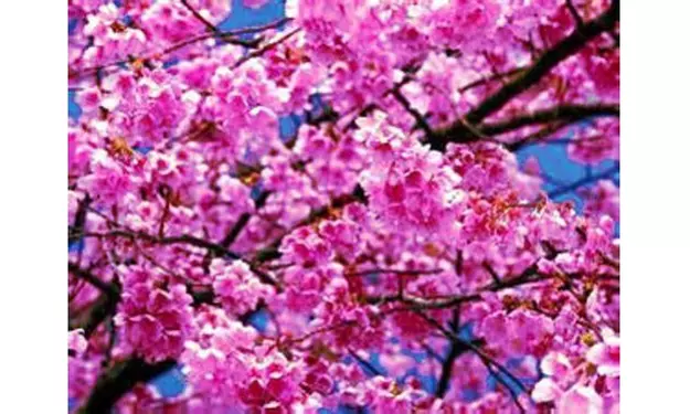 Japanese Sakura Cherry Blossom Tree Seeds (Prunus sargentii) *10 to 100 SEEDS*  - Primary Image